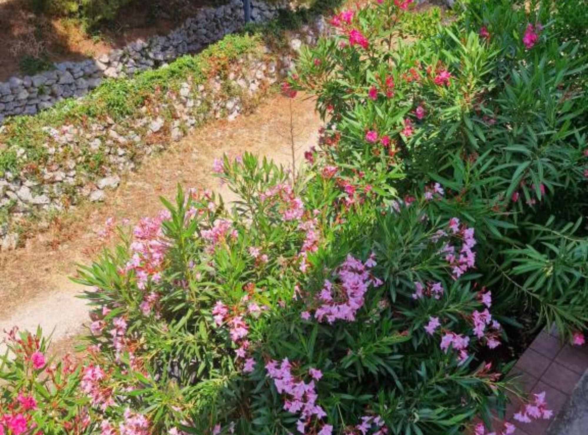 Pansion Belvedere Mali Lošinj Eksteriør billede